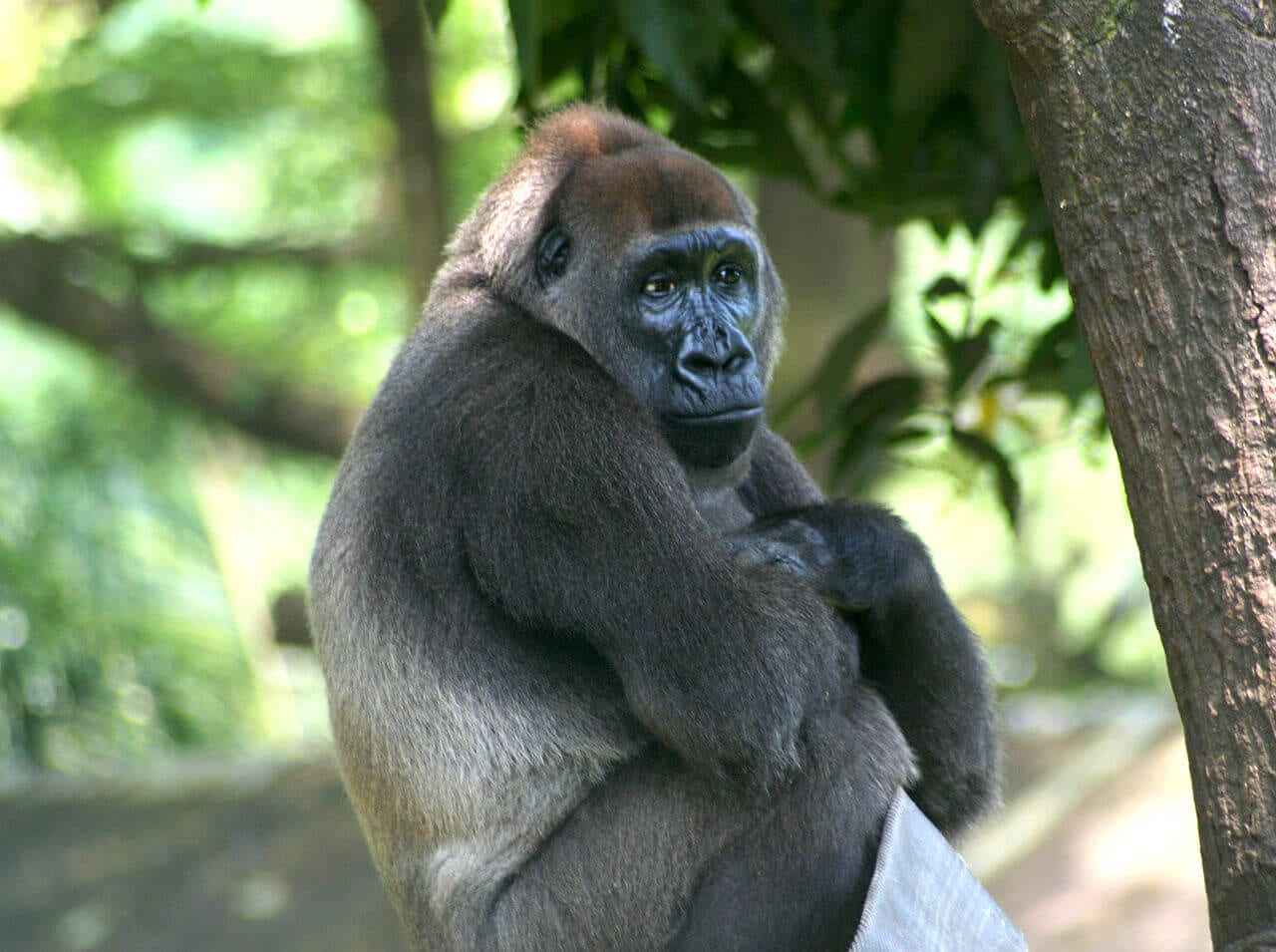 https://en.wikipedia.org/wiki/Cross_River_gorilla#/media/File:Cross-River-Gorilla-Gorilla-gorilla-diehli).jpg