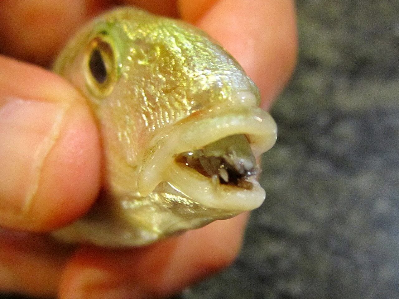 https://en.wikipedia.org/wiki/Cymothoa_exigua#/media/File:Cymothoa_exigua_parassita_Lithognathus_mormyrus.JPG