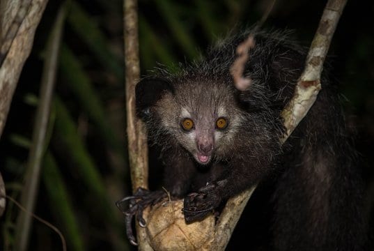 https://en.wikipedia.org/wiki/Aye-aye#/media/File:Wild_aye_aye.jpg