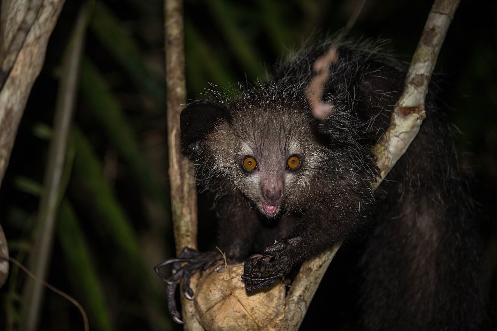 Super Strange Species: Five Animals You Won't Believe Exist - Animals Network Super Strange Species: Five Animals You Won't Believe Exist - Animals Network