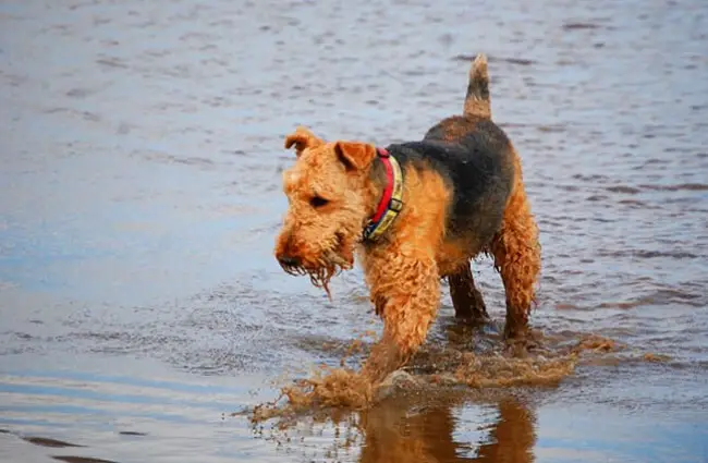 Airedale Terrier playing in the lake