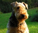 Beautiful Airedale Terrier Waiting For The Postman Photo By: Tara.airedale Https://Creativecommons.org/Licenses/By-Nd/2.0/