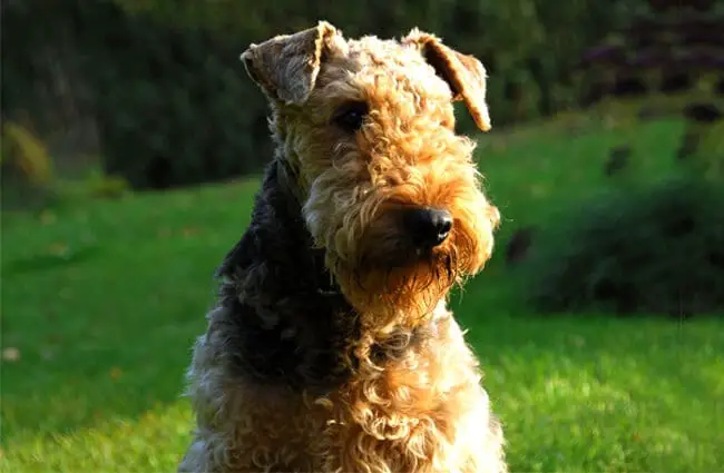 Beautiful Airedale Terrier waiting for the Postman Photo by: tara.airedale https://creativecommons.org/licenses/by-nd/2.0/
