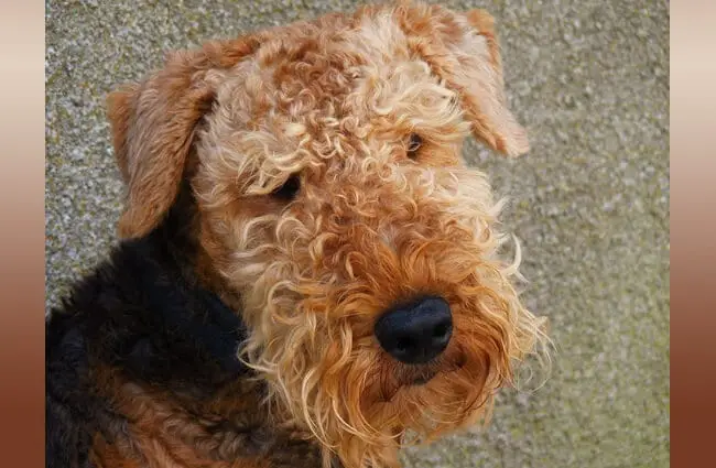 seup of an Airedale Terrier Photo by: tara.airedale https://creativecommons.org/licenses/by-nd/2.0/