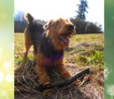 Airedale Terrier Having Some Fun In A Field Photo By: Lulu Hoeller Https://Creativecommons.org/Licenses/By-Nd/2.0/