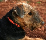 Portrait Of An Airedale Terrier In Profilephoto By: Jon Haynes Photography Https://Creativecommons.org/Licenses/By-Nd/2.0/