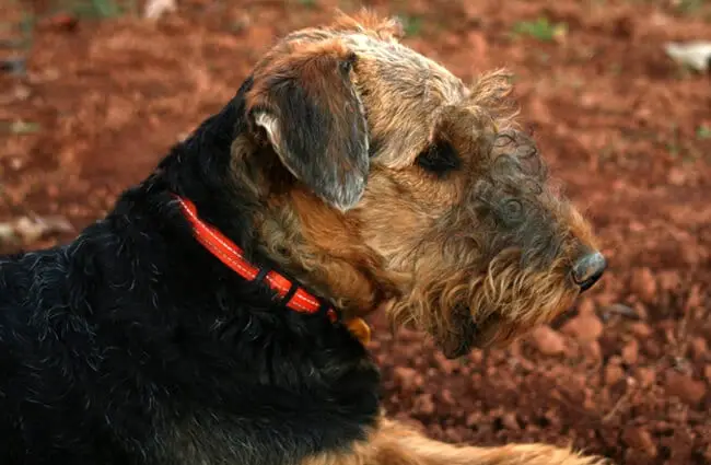 Portrait of an Airedale Terrier in profilePhoto by: Jon Haynes Photography https://creativecommons.org/licenses/by-nd/2.0/