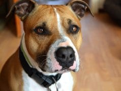 Portrait of a beautiful American Staffordshire Terrier