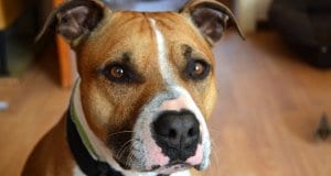 Portrait of a beautiful American Staffordshire Terrier