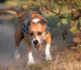 American Staffordshire Terrier Playing In The Woods
