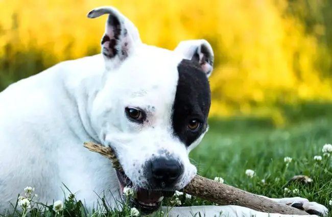 Cute American Staffordshire Terrier with a chew stick