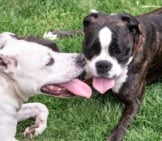 A Pair Of American Staffordshire Terrier Buddies