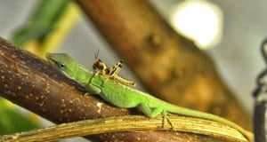 Anole lizard with a hitchhiker grasshopper