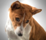 Portrait Of A Curious Basenji Photo By: Fugzuhttps://Creativecommons.org/Licenses/By/2.0/