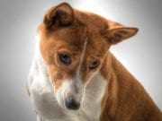 Basenji Portrait of a curious Basenji Photo by: fugzuhttps://creativecommons.org/licenses/by/2.0/