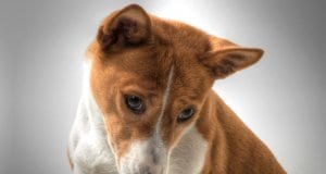 Portrait of a curious Basenji Photo by: fugzuhttps://creativecommons.org/licenses/by/2.0/