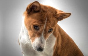 Portrait of a curious Basenji Photo by: fugzuhttps://creativecommons.org/licenses/by/2.0/