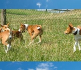 A Whole Family Of Basenji Playing In The Yard Photo By: Fugzu Https://Creativecommons.org/Licenses/By/2.0/
