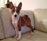 Brindle And White Basenji Posing For A Photo Photo By: Fugzu Https://Creativecommons.org/Licenses/By/2.0/