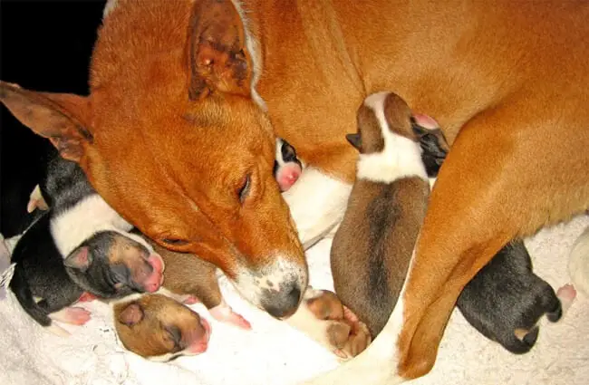 Mother Basenji with her pups Photo by: fugzu https://creativecommons.org/licenses/by/2.0/ 