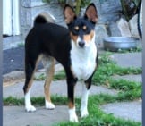 Black, Tan, And White Basenji Photo By: Fugzu Https://Creativecommons.org/Licenses/By/2.0/ 