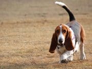 Basset Hound trotting across a field