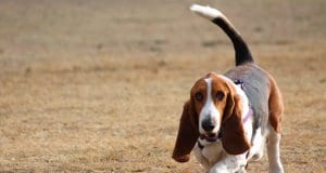 Basset Hound trotting across a field