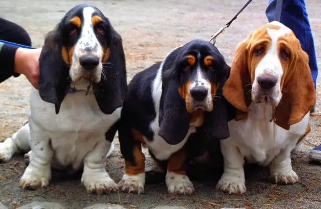 A trio of beautiful Basset Hounds