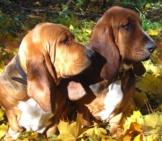 Two Young Basset Hounds