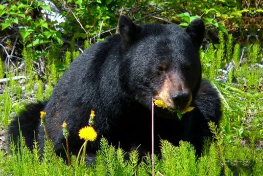 Black Bear browsing in the meadow.