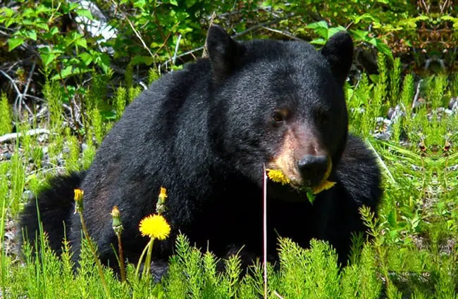 Black Bear browsing in the meadow.