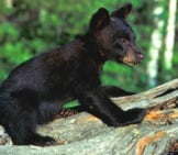 Black Bear Cub On A Fallen Tree.