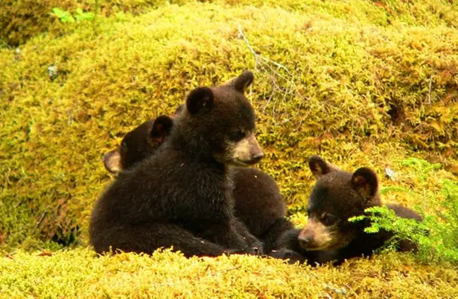 A trio of Black Bear cubs