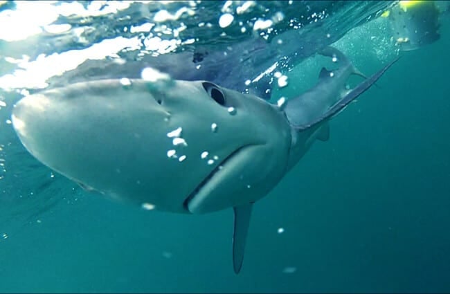 Blue Shark swimming in frigid waters Photo by: MA MarineFisheries