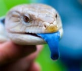 Blue Tongue Skink Showing Off His Bright Blue Tonguephoto By: Conor Lawlesshttps://Creativecommons.org/Licenses/By/2.0/
