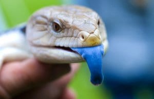 Blue Tongue Skink showing off his bright blue tonguePhoto by: Conor Lawlesshttps://creativecommons.org/licenses/by/2.0/