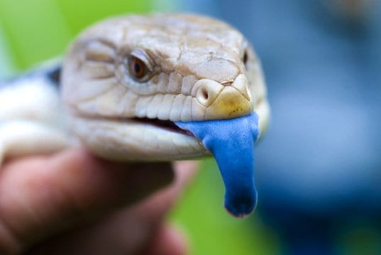 Blue Tongue Skink showing off his bright blue tonguePhoto by: Conor Lawlesshttps://creativecommons.org/licenses/by/2.0/