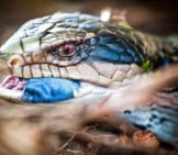 Beautiful Blue Coloring On A Blue Tongue Skink Photo By: Phozographer Https://Creativecommons.org/Licenses/By/2.0/