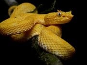 https://en.wikipedia.org/wiki/Bothriechis_schlegelii#/media/File:Bothriechis_schlegelii_(La_Selva_Biological_Station).jpg