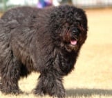 Large Bouvier Des Flanders At The Beach