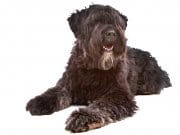 Bouvier des Flanders Portrait of a Bouvier des Flanders dogPhoto by: (c) ESIGHT www.fotosearch.com
