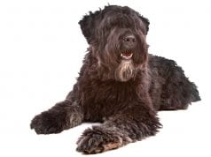 Portrait of a Bouvier des Flanders dogPhoto by: (c) ESIGHT www.fotosearch.com