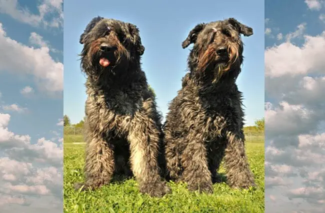 A pair of Bouvier des Flanders posing in the yard Photo by: (c) cynoclub www.fotosearch.com