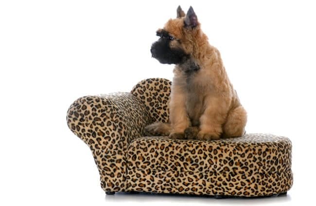 Bouvier des Flanders puppy on a doggy sofa Photo by: (c) Colecanstock www.fotosearch.com