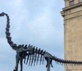 Brachiosaurus Skeleton, Erected In Chicago