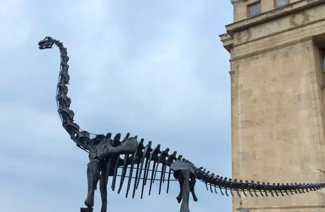 Brachiosaurus skeleton, erected in Chicago