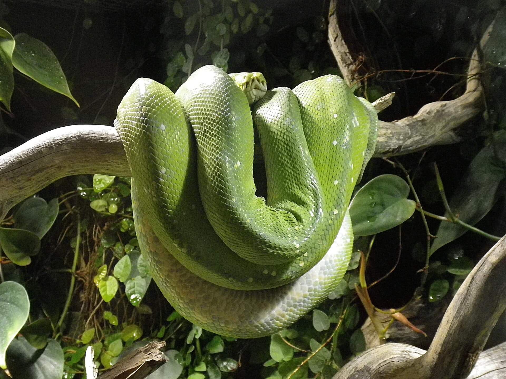 https://pixabay.com/en/snake-python-terrarium-constrictor-1564965/