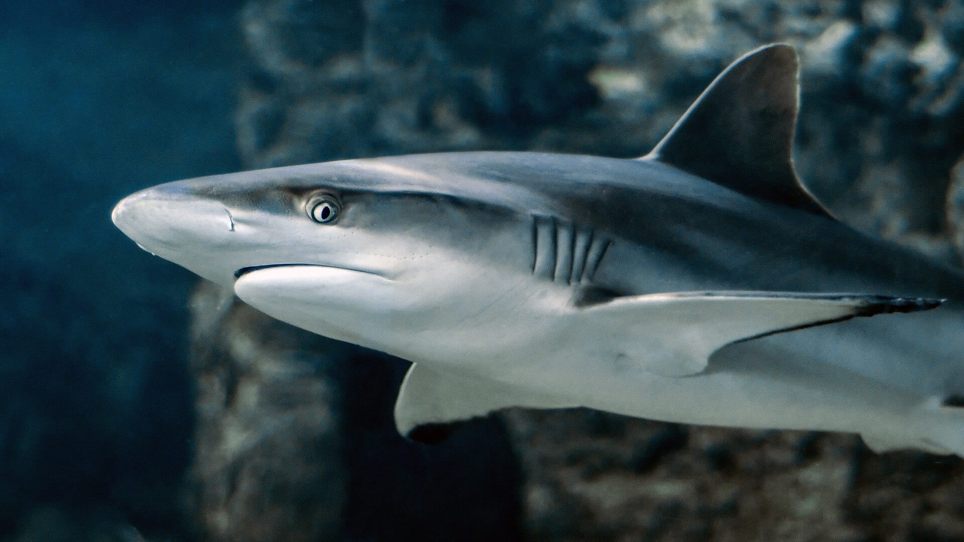 https://pixabay.com/en/shark-fish-eye-animal-water-swim-3197585/