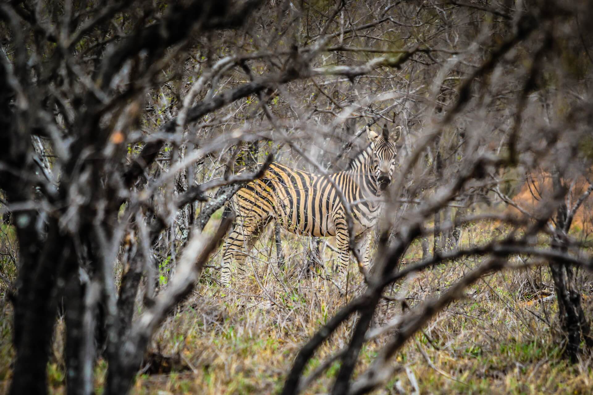 Camouflage Jungle Animals