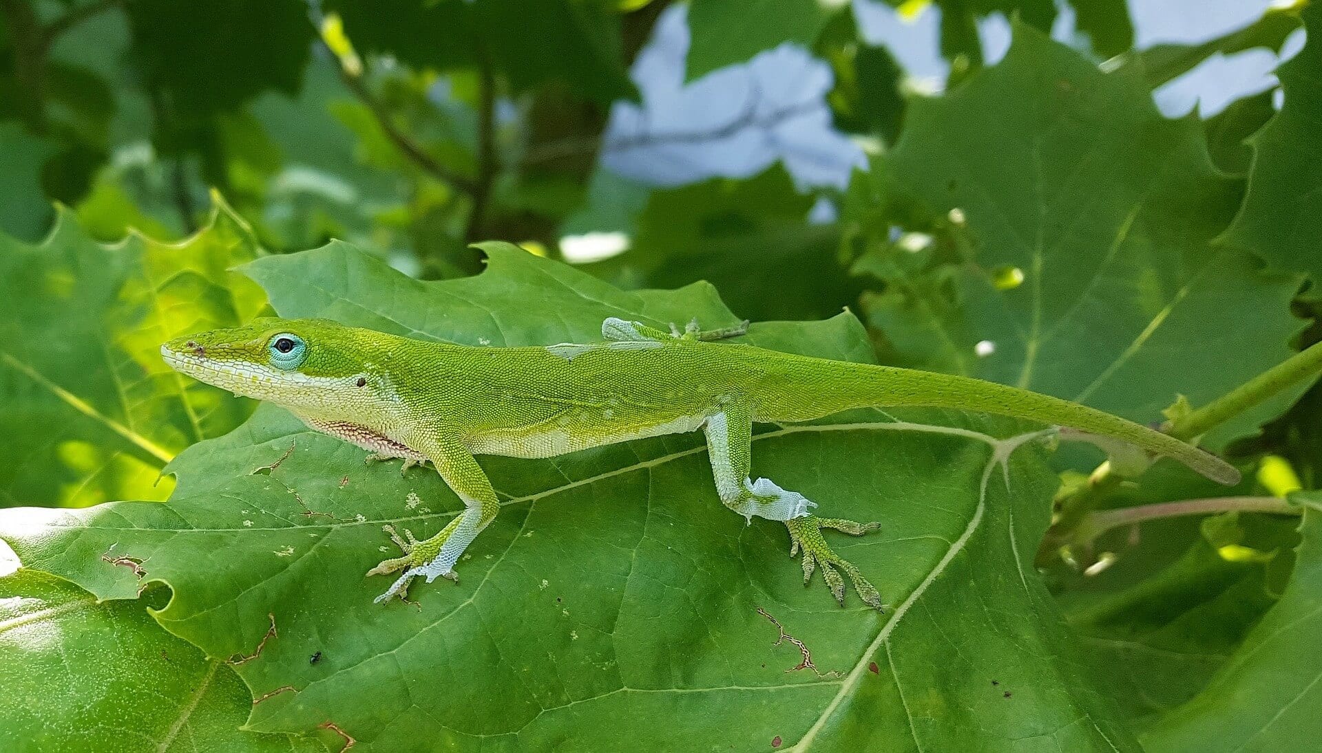 https://pixabay.com/en/anole-green-anole-lizard-1426168/